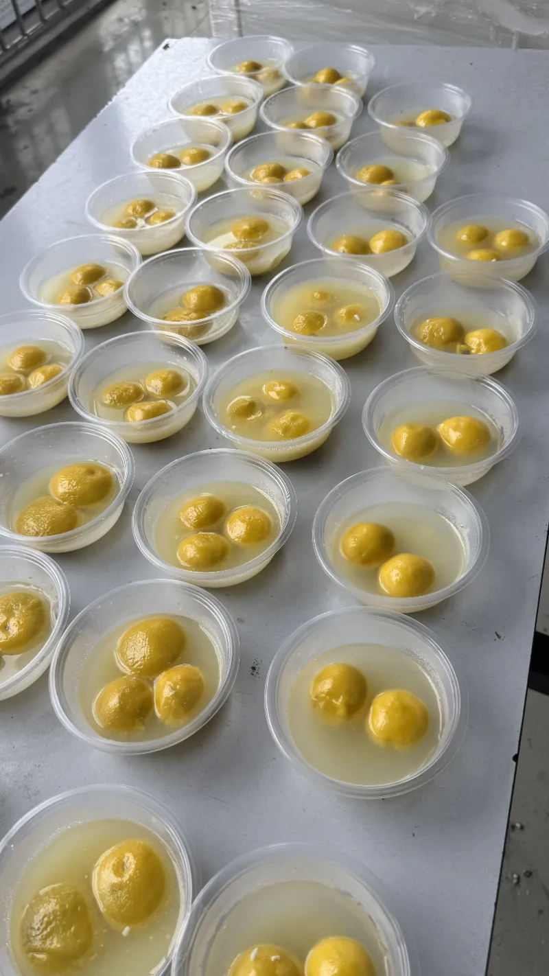 جشنواره فانوس گرمای اتحاد خانواده را برای مردم SHUAIRUI به ارمغان می آورد